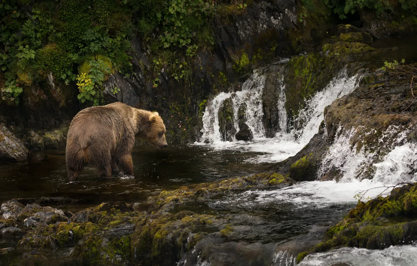 Фото обои река, Аляска, каскад, Бурый медведь, Кадьяк
