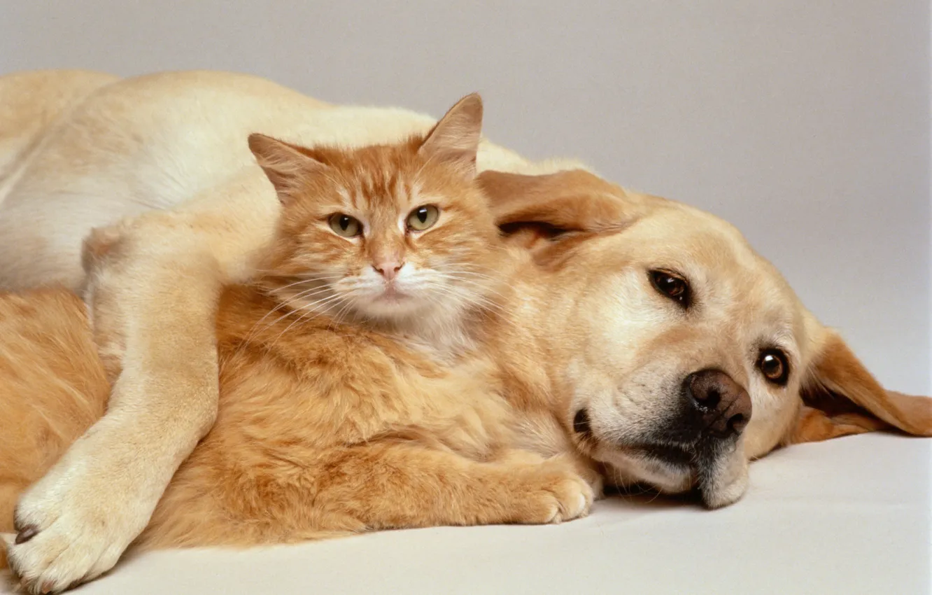 Фото обои животные, собака, Кошка, шерсть, уши, рыжие, питомцы