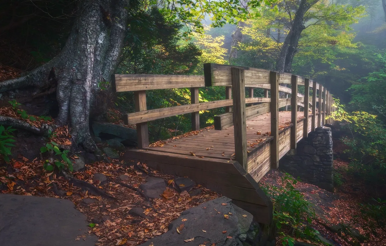Фото обои лес, мост, деревянный мост