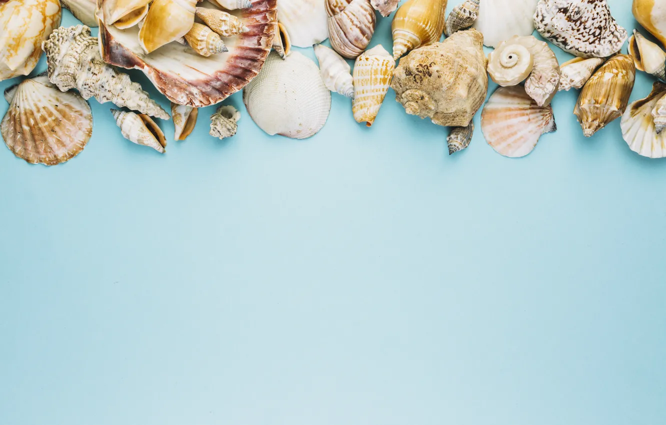 Фото обои лето, фон, ракушки, summer, beach, marine, composition, seashells