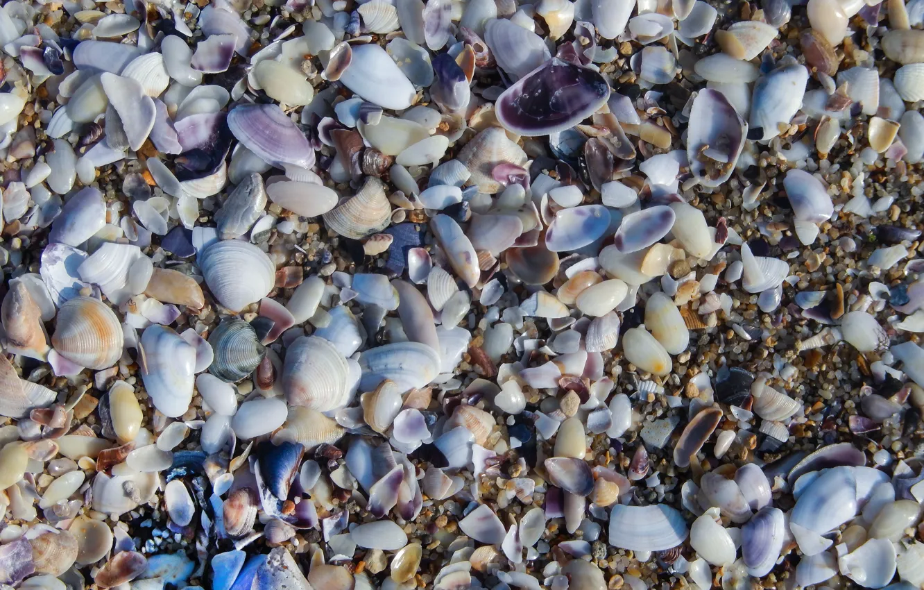 Фото обои море, widescreen, обои, wallpaper, ракушки, широкоформатные, background, обои на рабочий стол