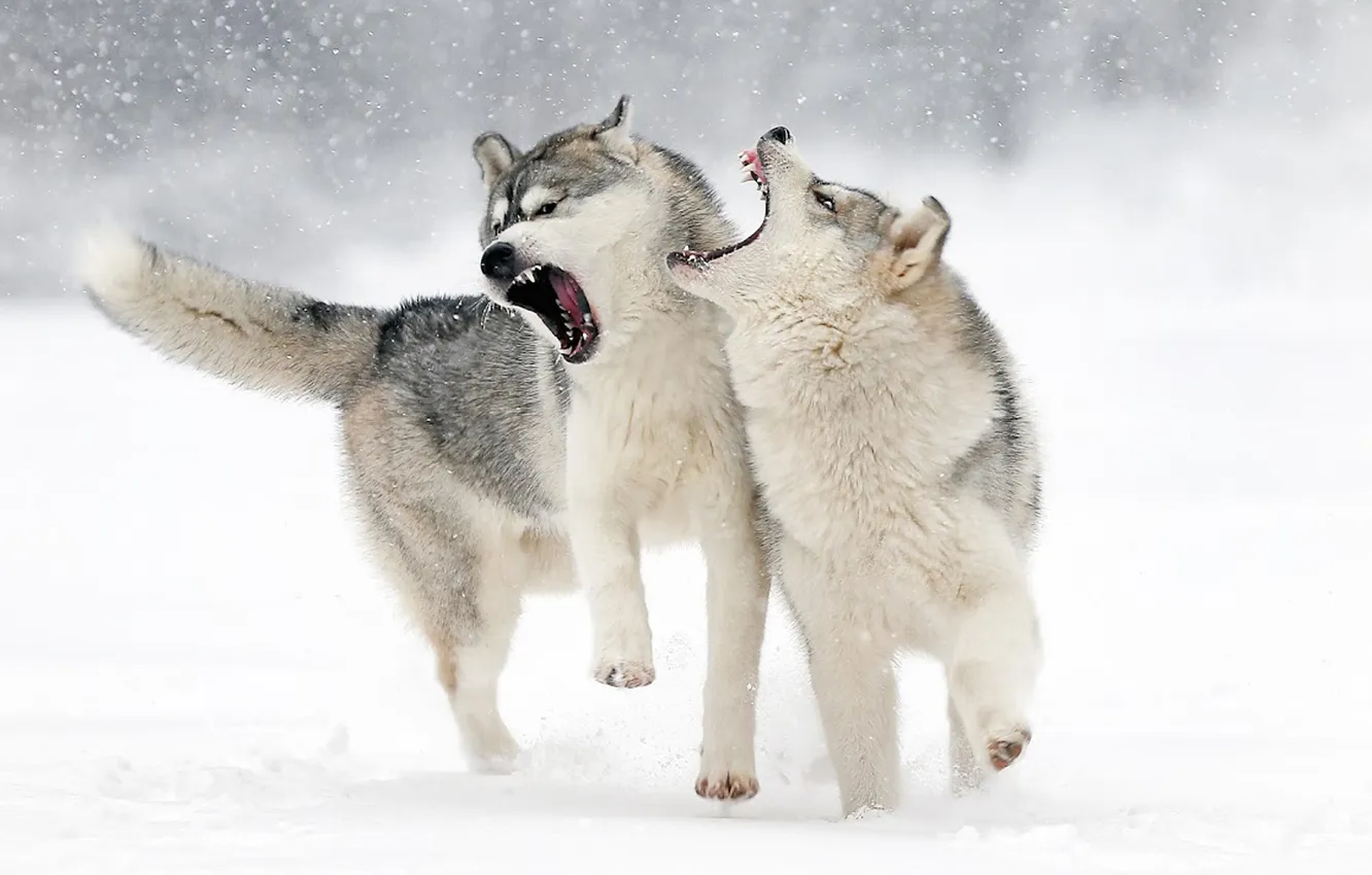 Фото обои nature, snow, predator, face, animal, wolf, wildlife, portrait
