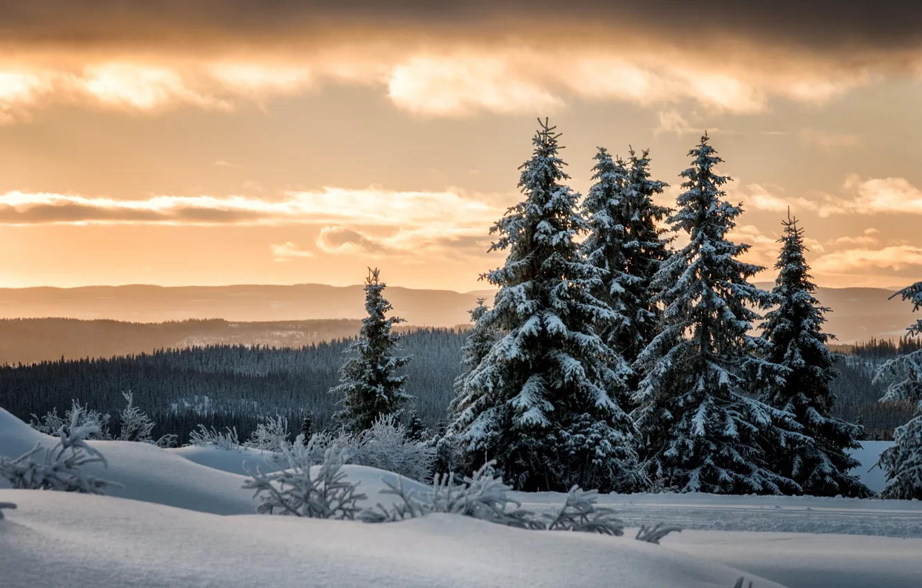 Фото обои зима, лес, снег, ели, Норвегия, Лиллехаммер, Lillehammer
