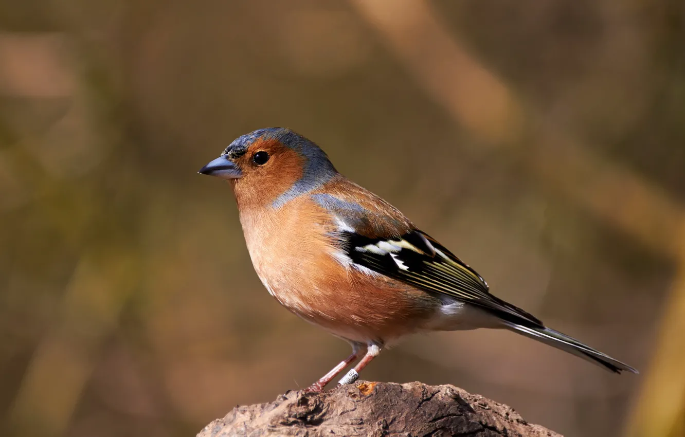 Фото обои фон, птица, птичка