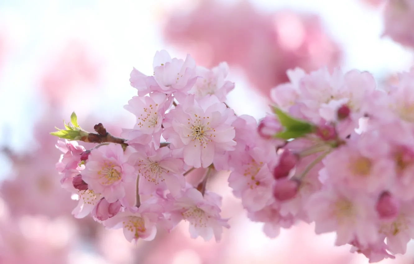 Фото обои цветы, ветки, фон, весна, сакура, красиво, розовые, цветение