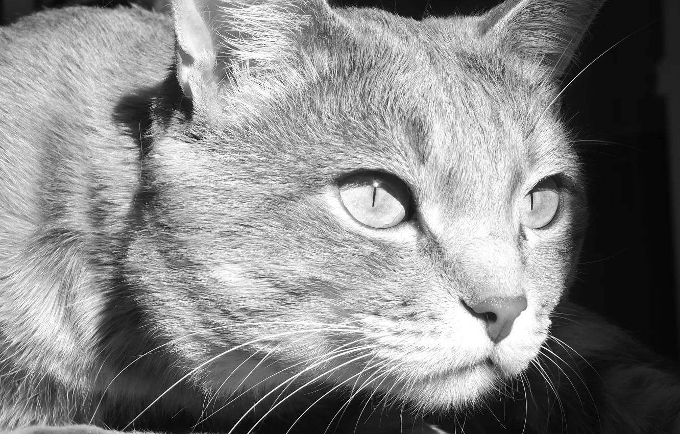 Фото обои животные, глаза, кот, усы, черно-белые
