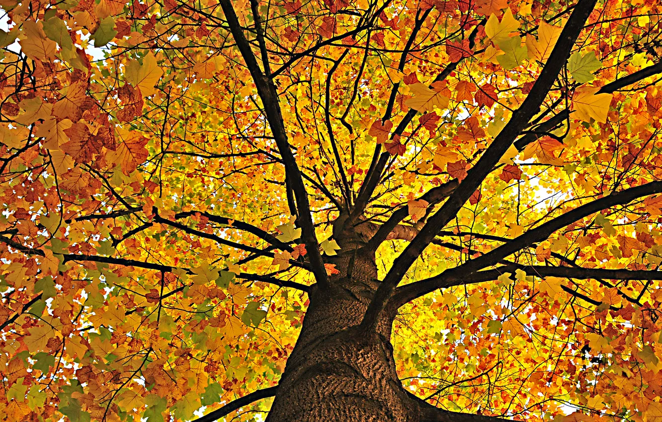 Фото обои осень, природа, дерево, листва
