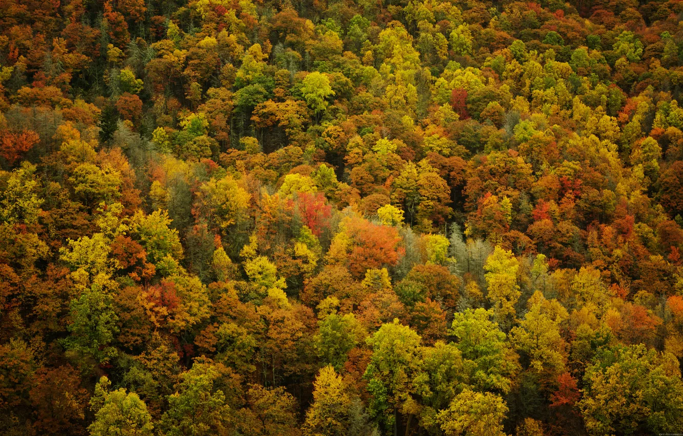 Фото обои осень, листья, деревья, природа, леса, осенние обои