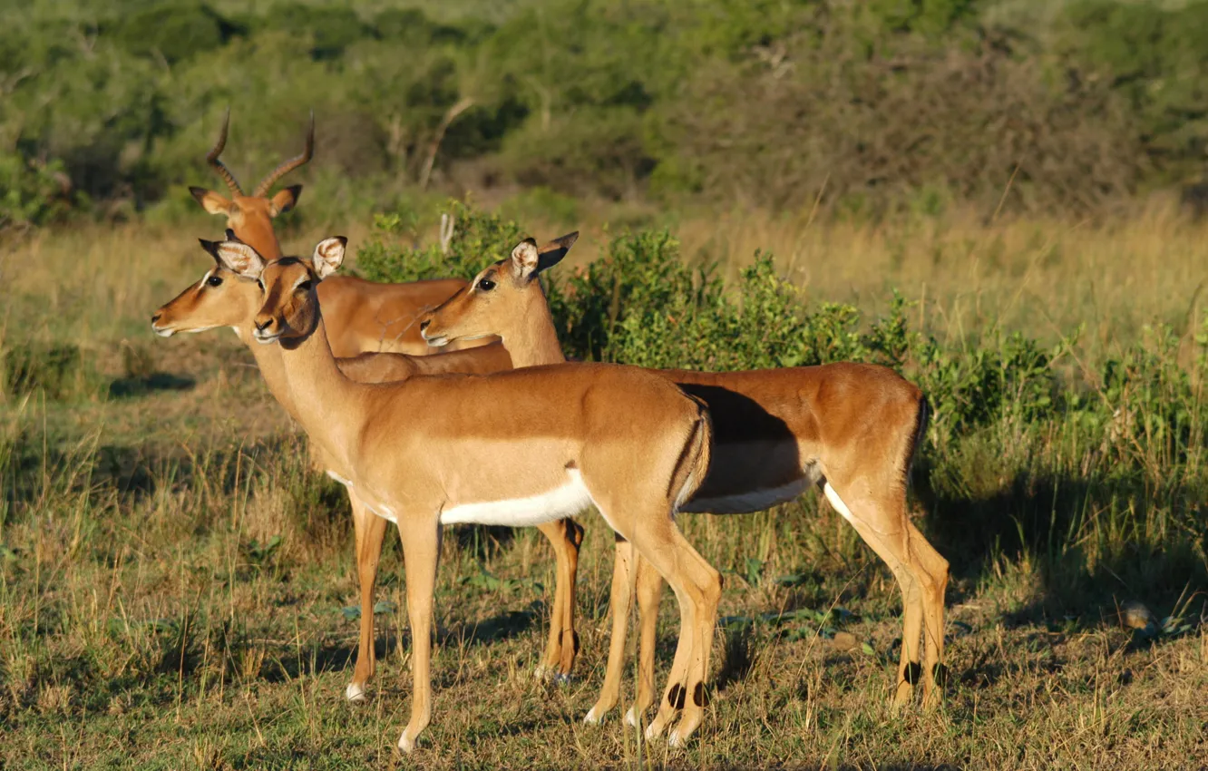 Фото обои группа, ЮАР, Импалы, Национальный парк Хлухлуве-Умфолози