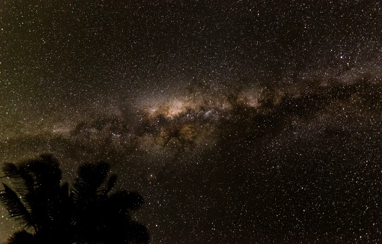 Фото обои космос, звезды, ночь, пространство, пальма, силуэт, млечный путь