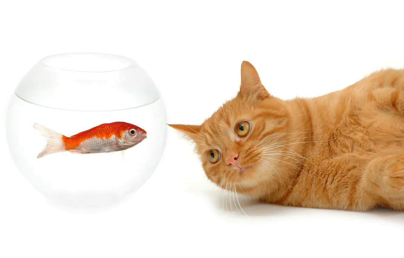 Фото обои кот, усы, взгляд, аквариум, рыбка, рыжий, мордочка, белый фон