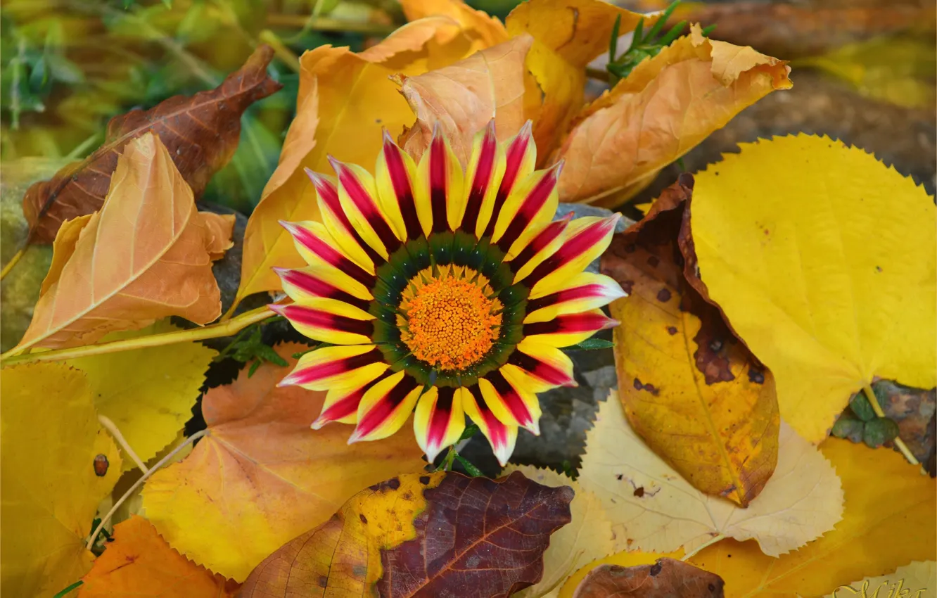 Фото обои Leaves, Yellow flower, Жёлтые листья, Жёлтый цветок