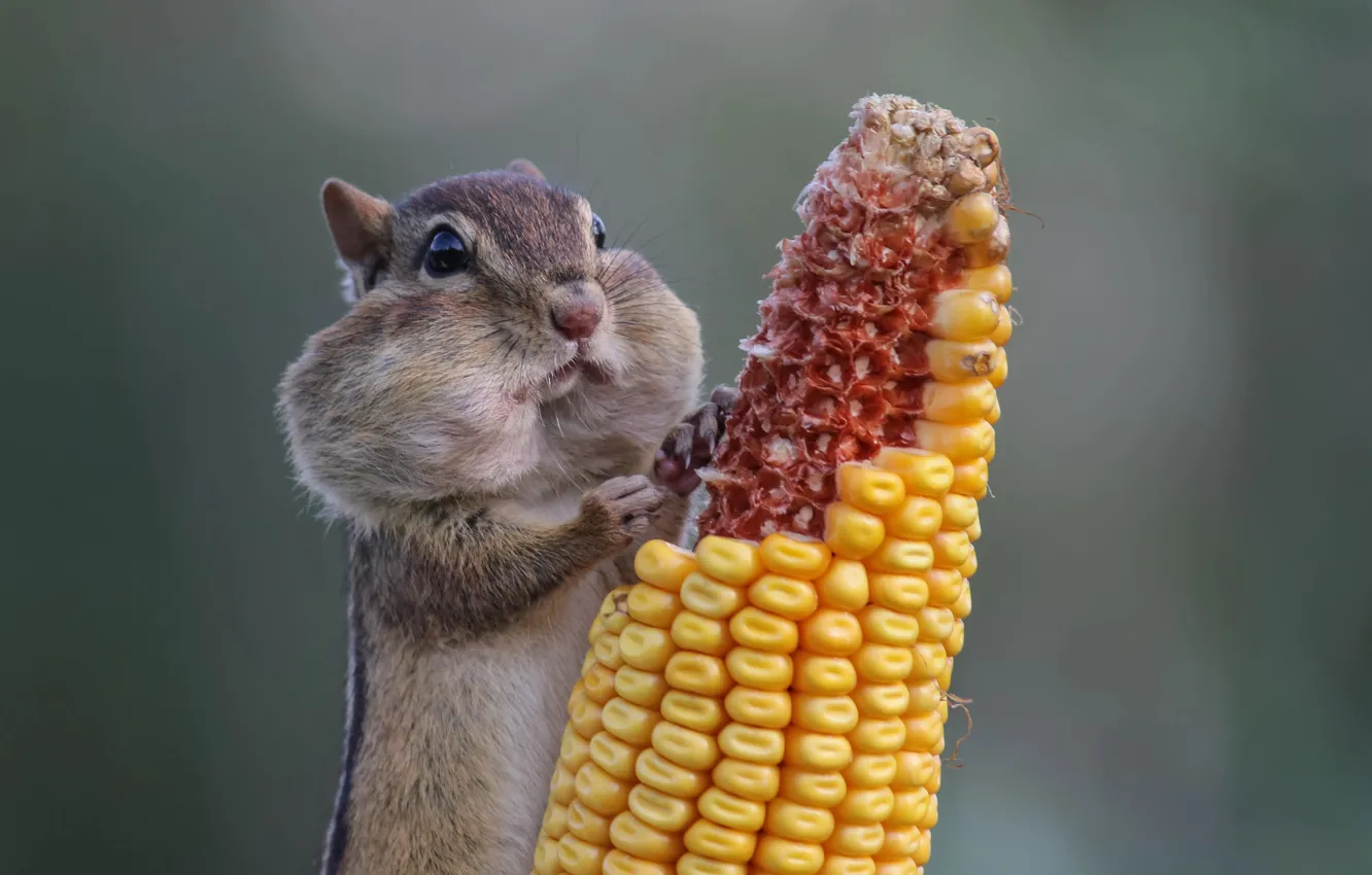 Фото обои Канада, Онтарио, Canada, Ontario, Кукуруза, Животное, Бурундук, Animal