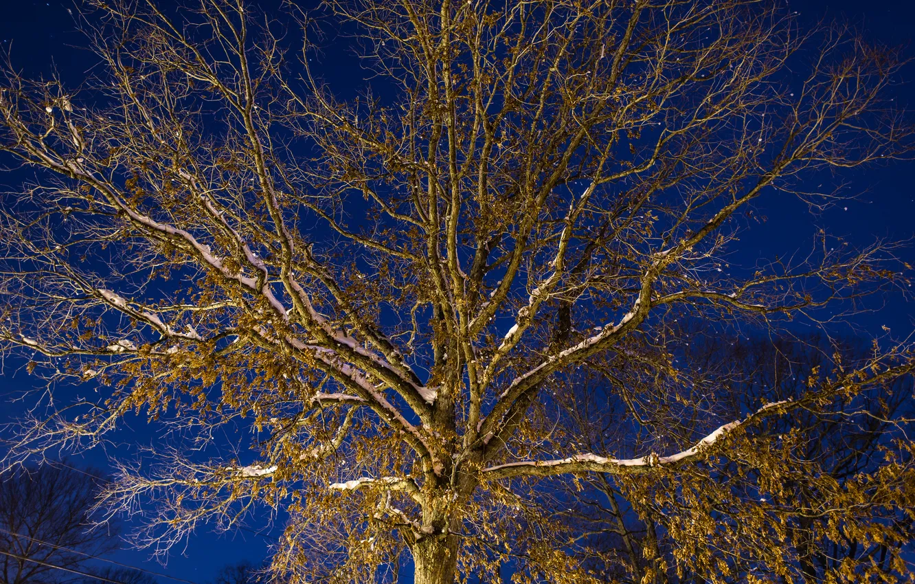 Фото обои небо, свет, снег, ночь, ветки, дерево, ракурс