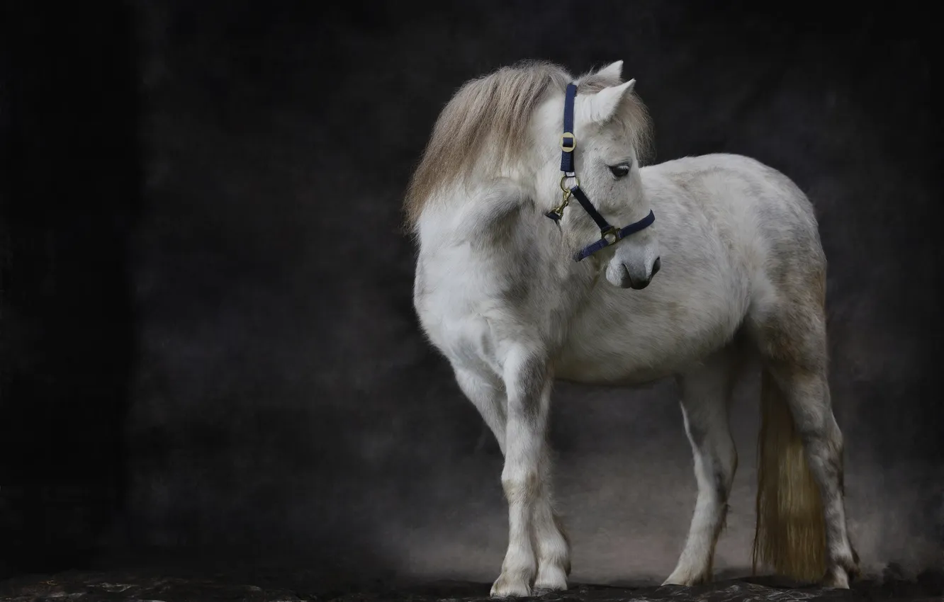 Фото обои фон, пони, лошадка, Шетландский пони