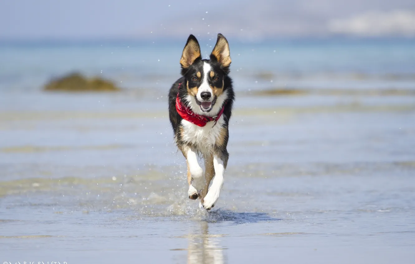 Фото обои морда, вода, радость, брызги, берег, игра, собака, бег