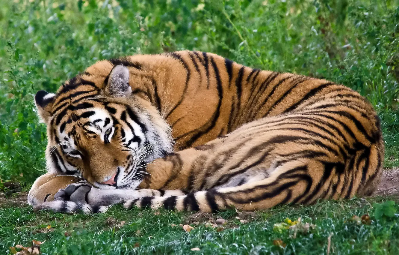 Фото обои тигр, спит, лежит, свернулся калачиком