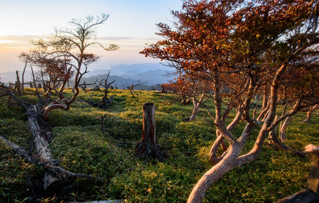 Фото обои Природа, Горы, Деревья, Япония, Пейзаж