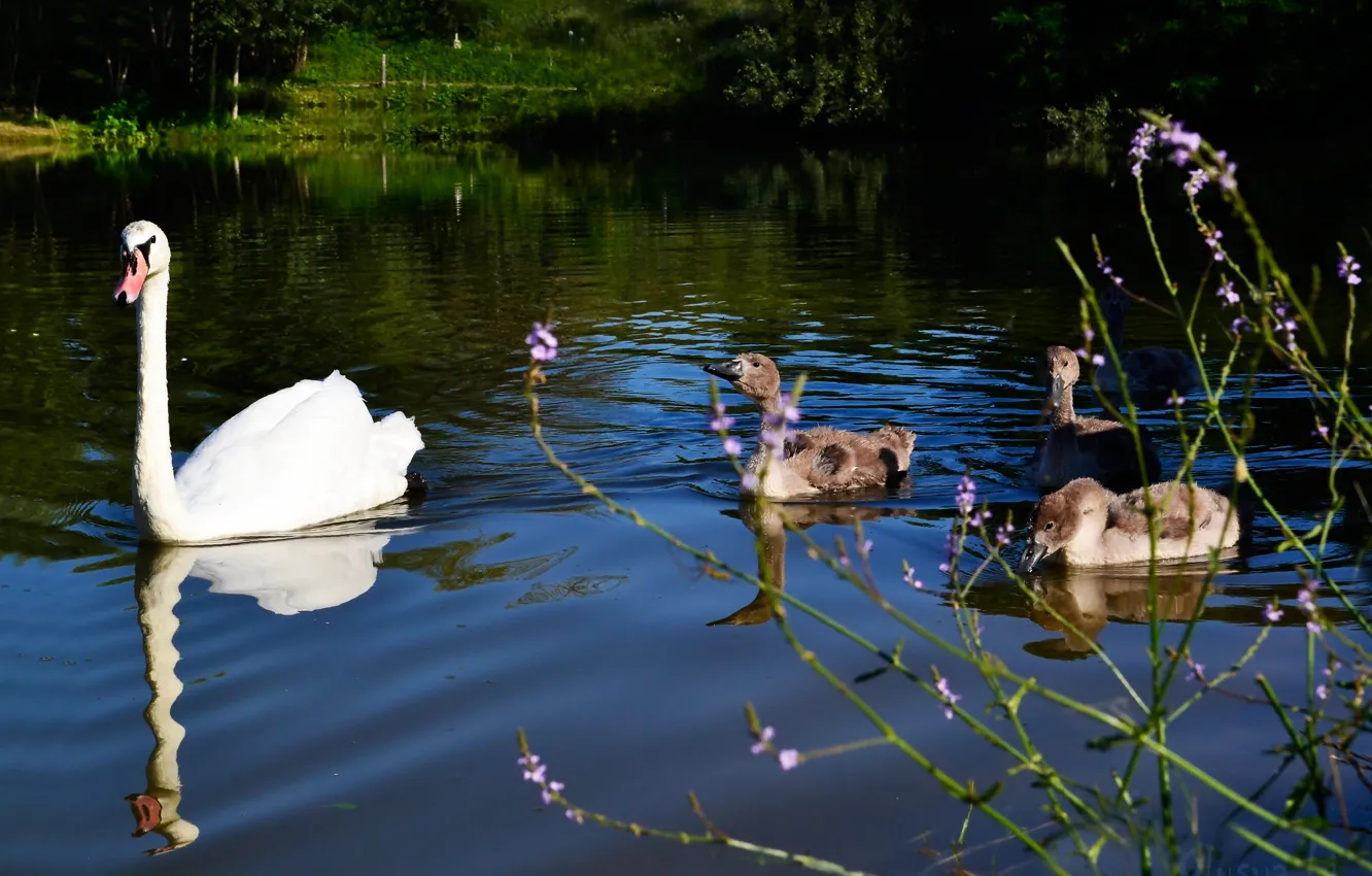 Фото обои лето, трава, синий, озеро, лебеди, утёнок, в воде