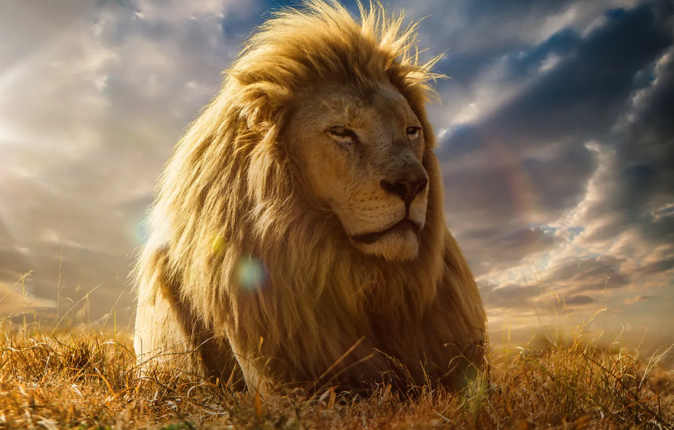 Фото обои лев, грива, царь зверей, саванна