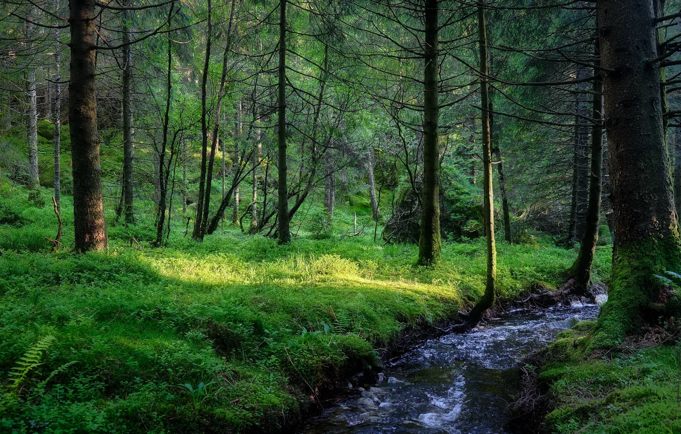 Фото обои лес, деревья, Норвегия, речка