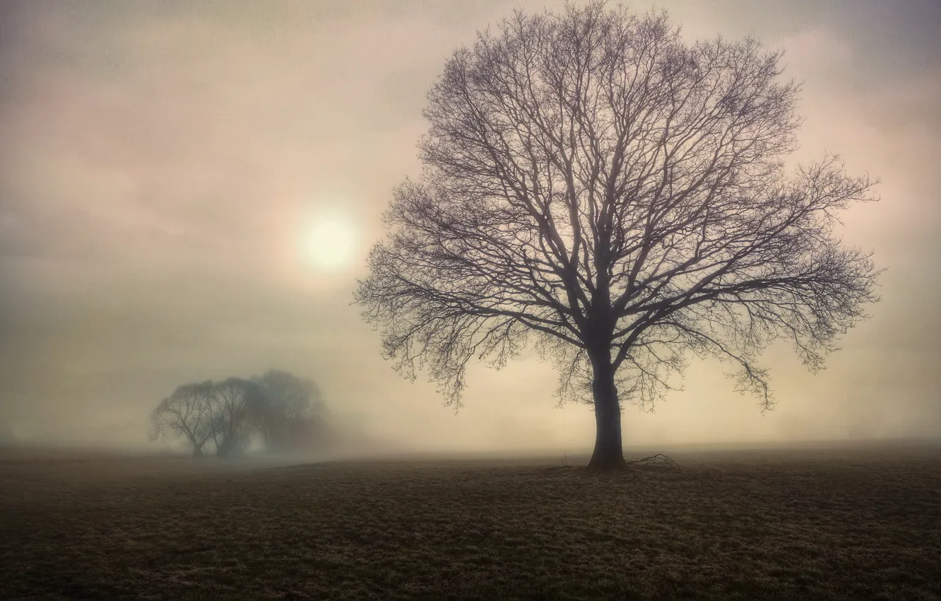 Фото обои поле, деревья, туман, дерево, утро