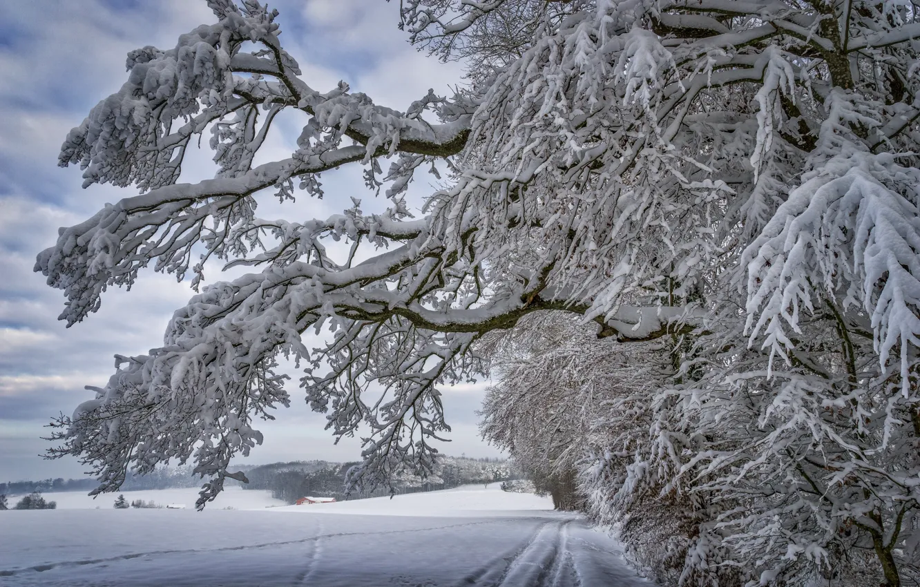 Фото обои зима, снег, деревья, пейзаж, ветки, следы, природа, тропинка