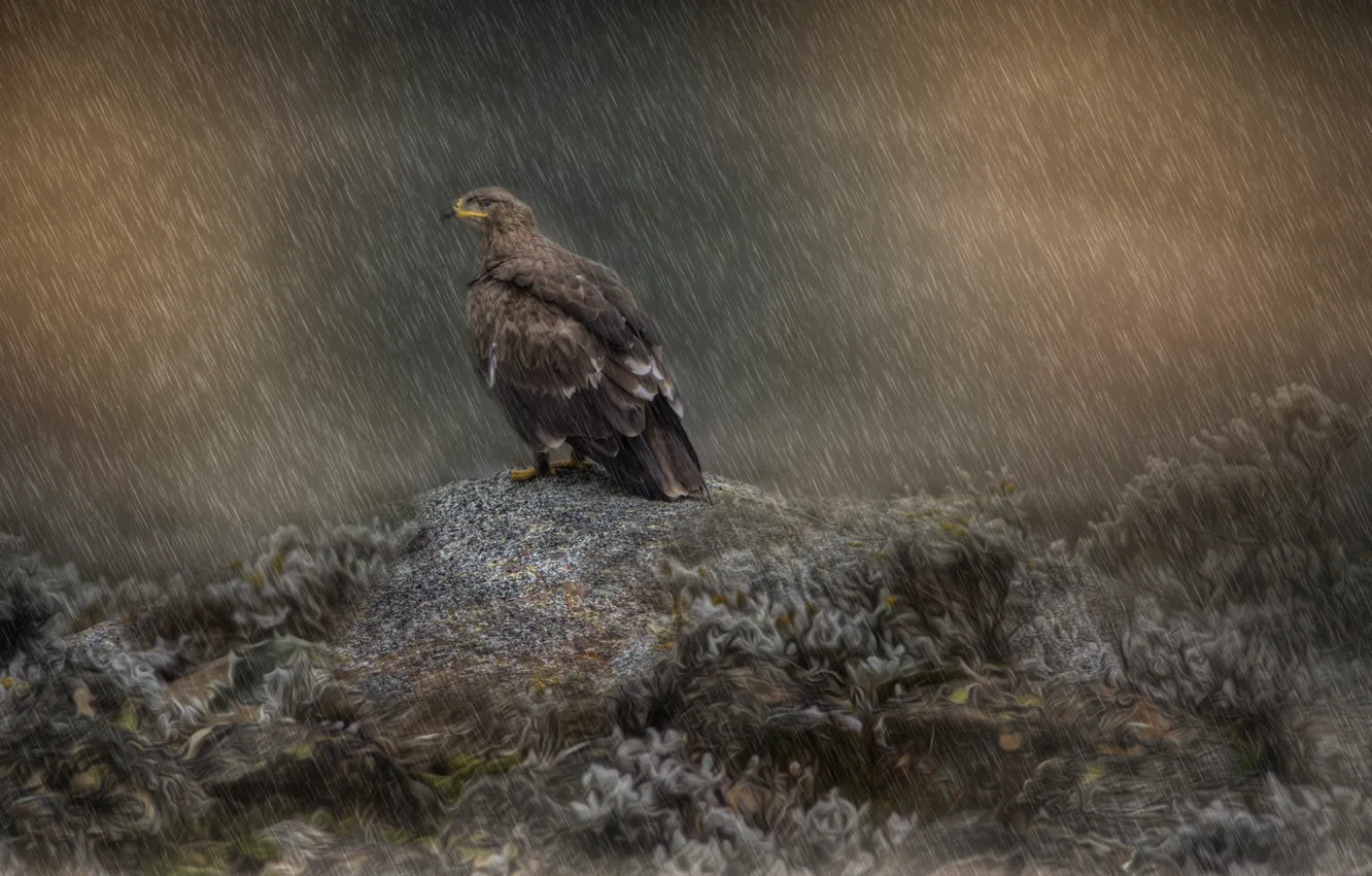 Фото обои дождь, птица, хищник, беркут