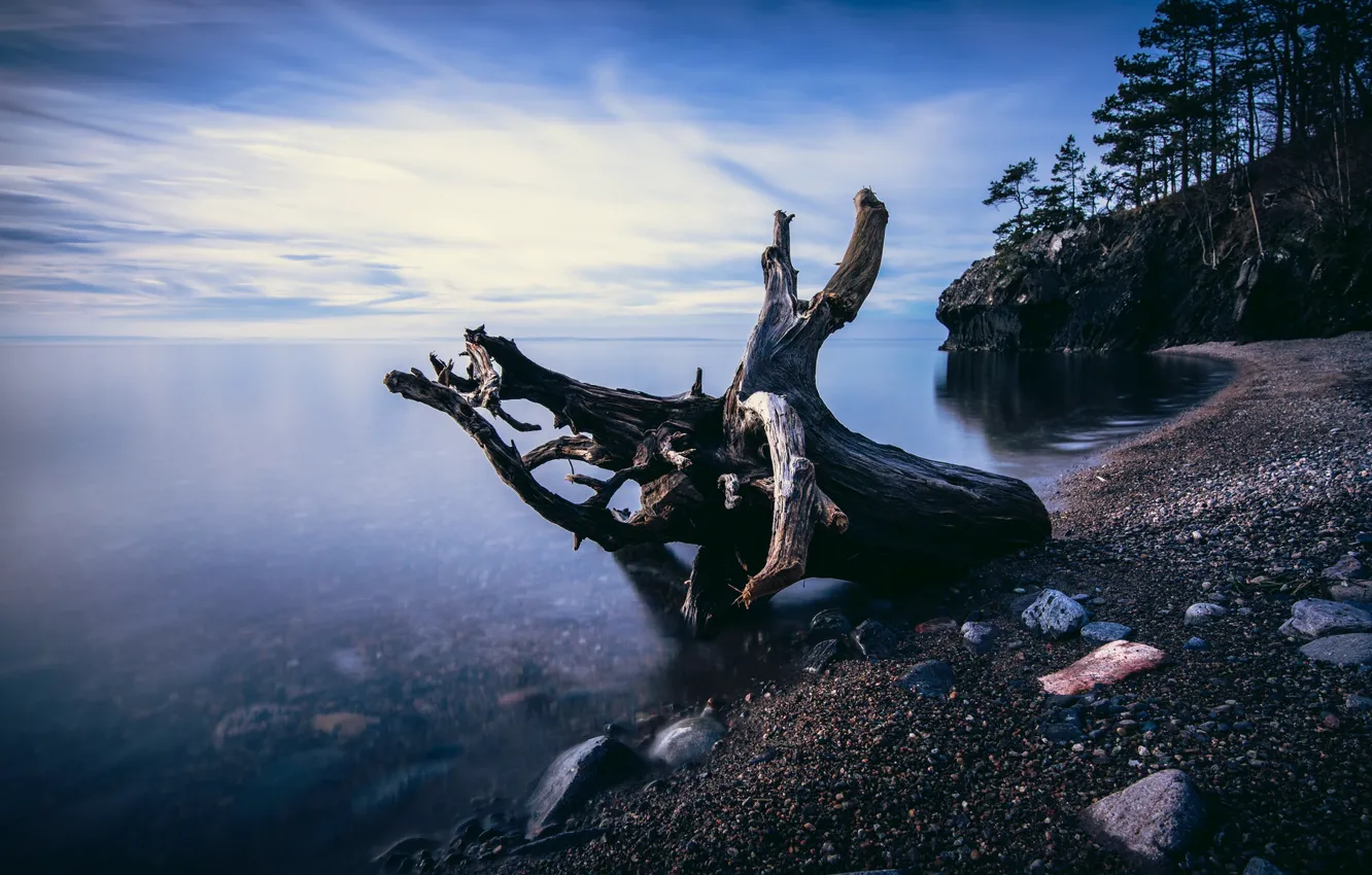 Фото обои море, побережье, коряга, Швеция, Ostergotland, Stava