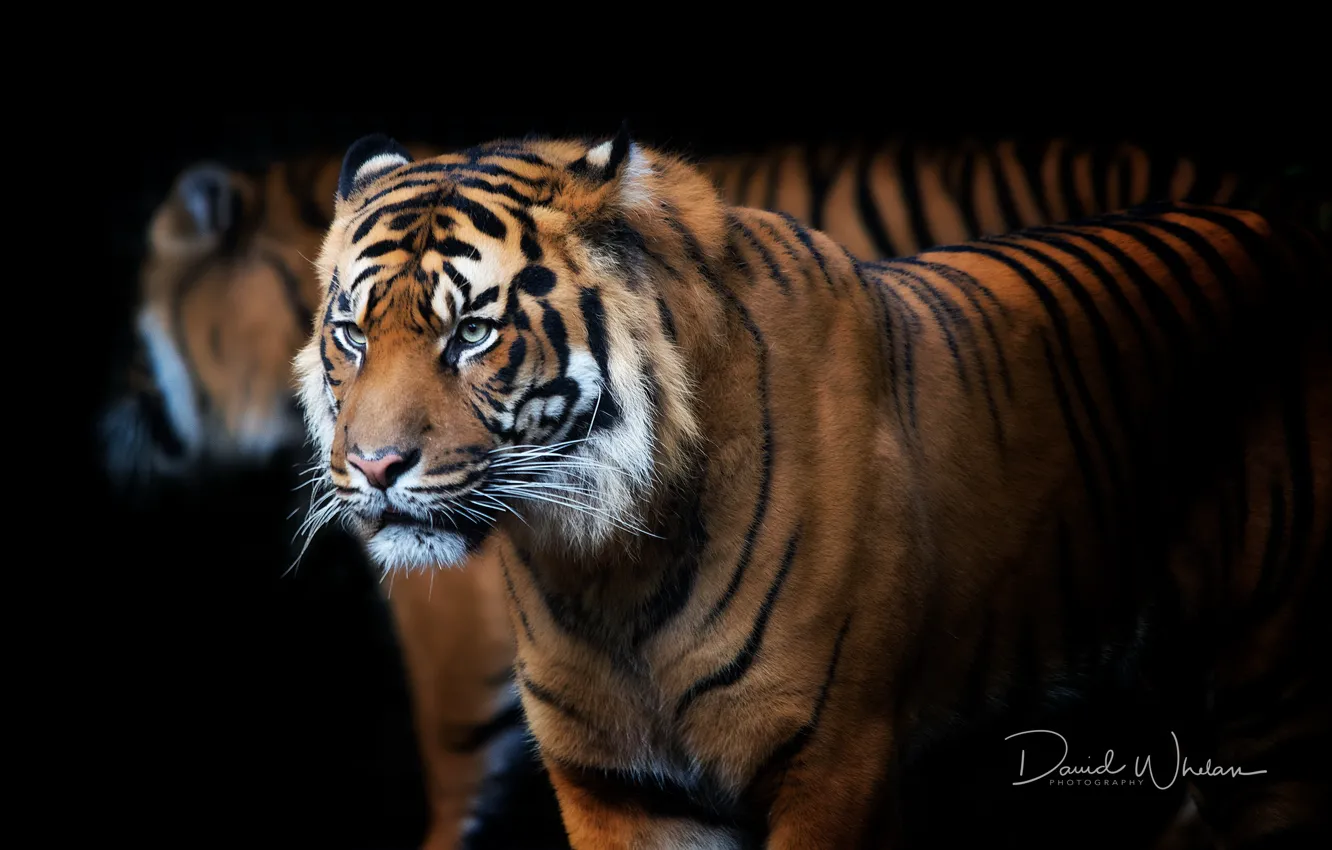 Фото обои тигр, фон, зверь