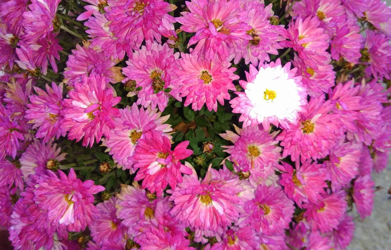 Фото обои осень, цветы, хризантемы, Meduzanol ©