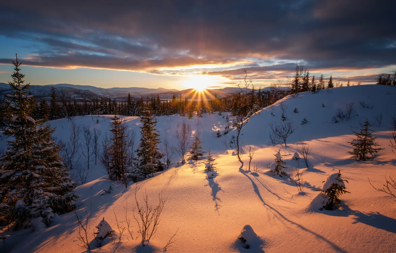 Фото обои зима, лес, солнце, снег, frozen, чудесный день