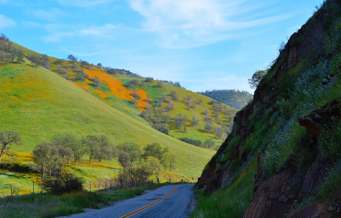 Фото обои дорога, трава, деревья, горы, склон, Калифорния, США