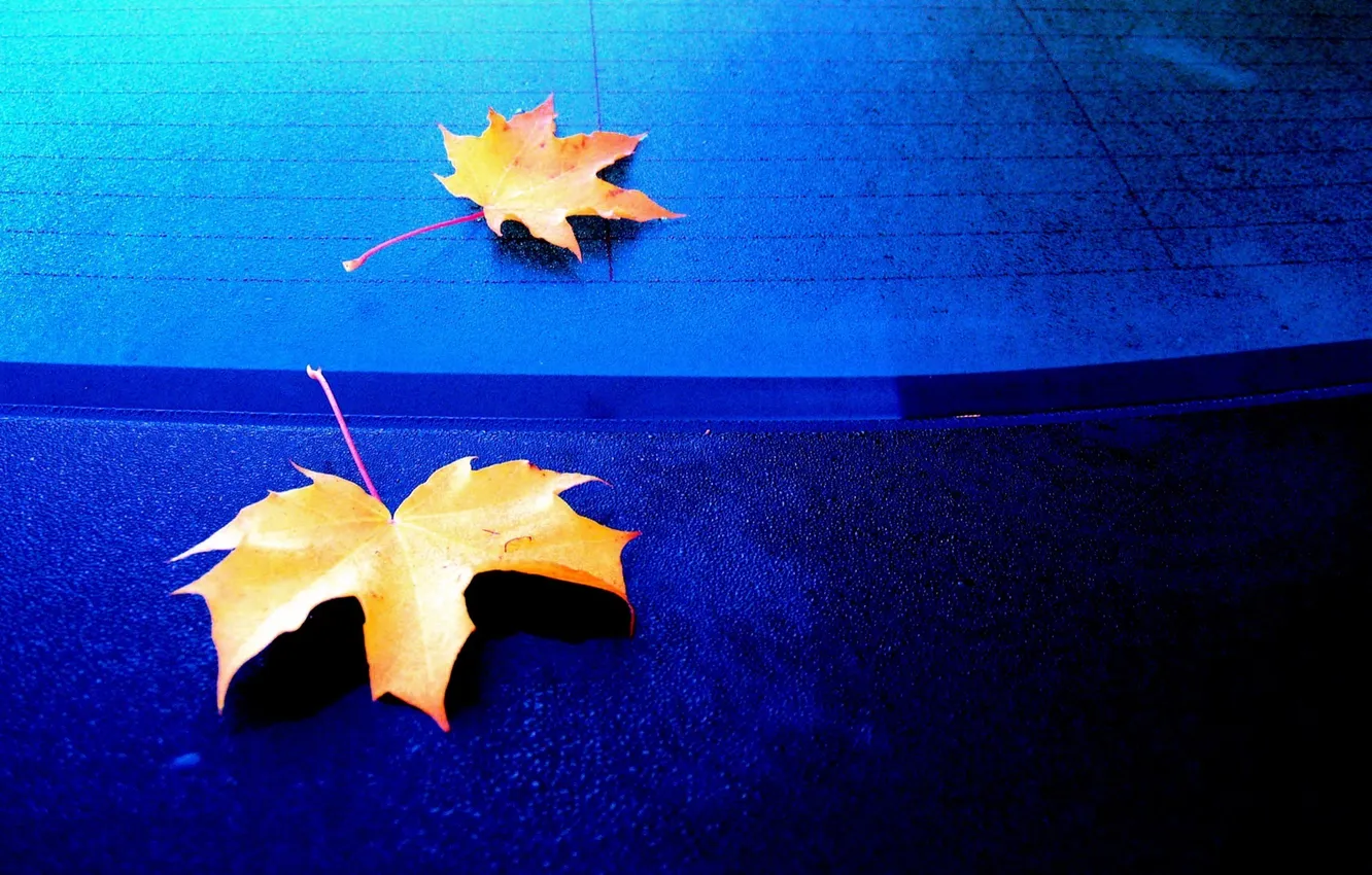 Фото обои осень, макро, листва, покрытие