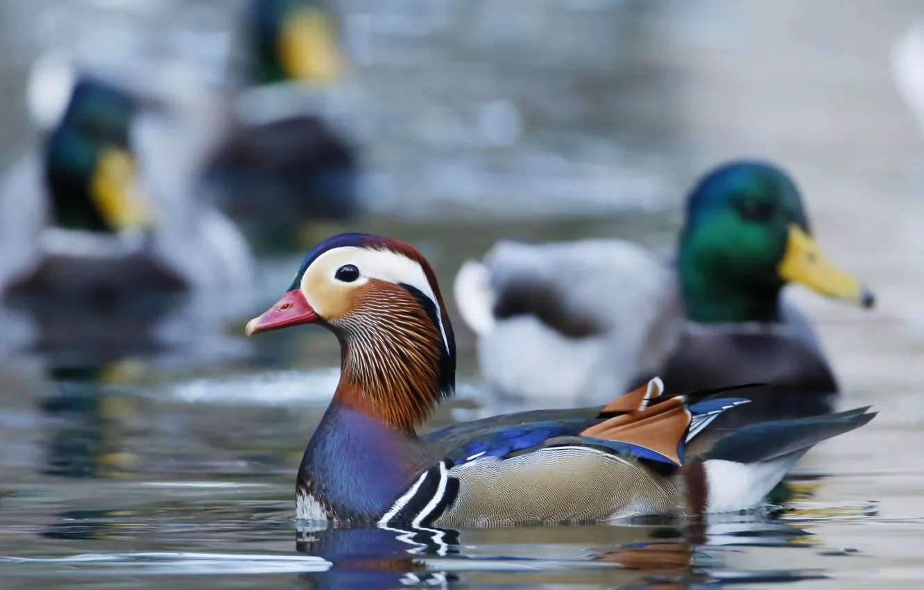 Фото обои краски, перья, утка, водоем, мандаринка