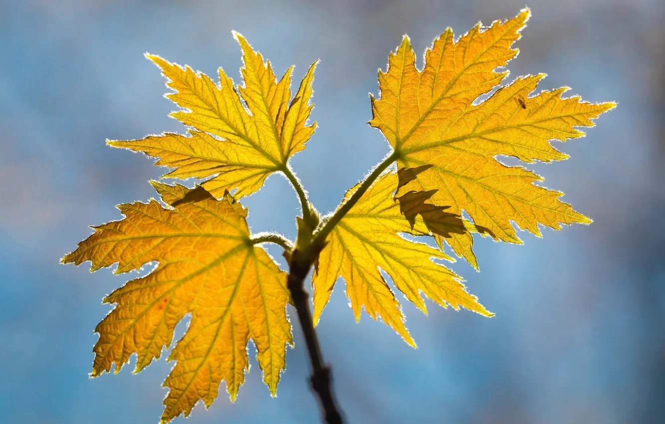 Фото обои осень, листья, макро, жёлтый, ветка, насекомое