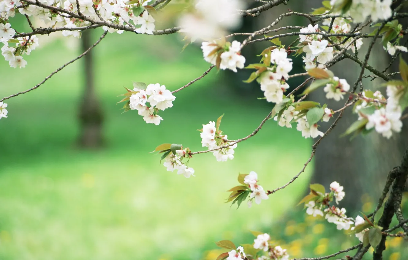 Фото обои зелень, деревья, весна, белые цветы