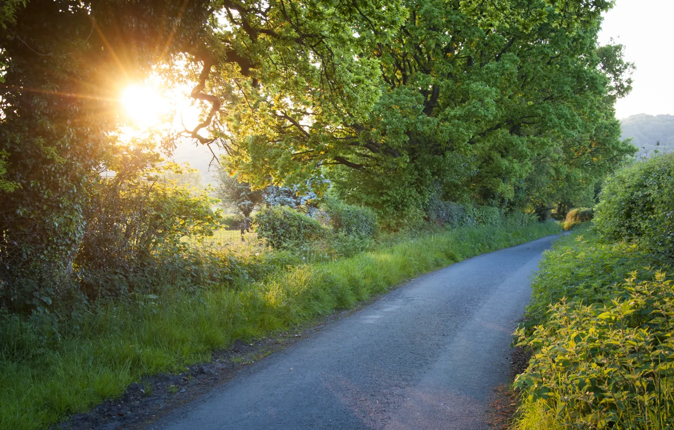 Фото обои дорога, солнце, лучи, деревья, листва, разнотравье