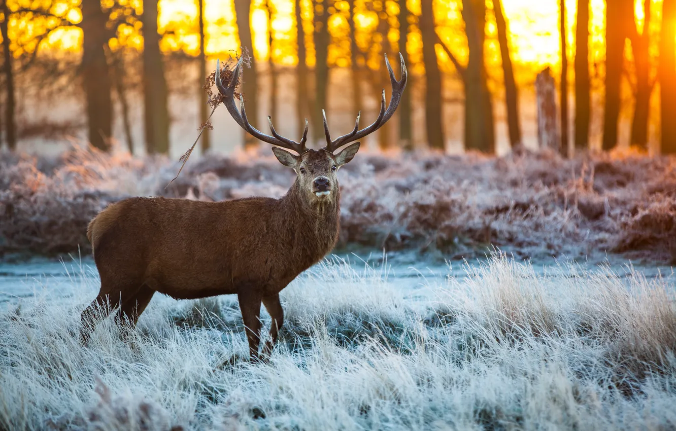 Фото обои ice, forest, horns, snow, Elk