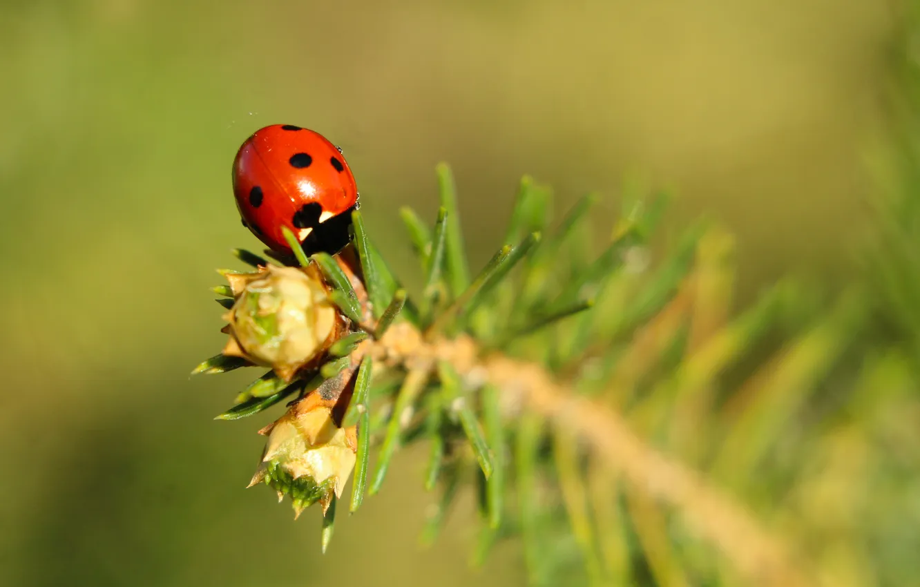Фото обои red, insect, ladybird