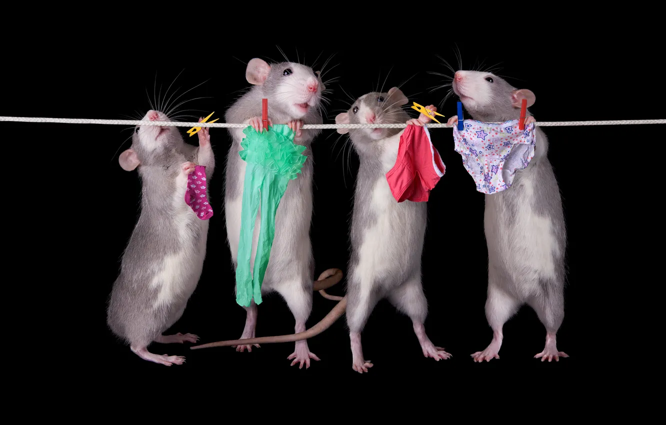 Фото обои поза, белье, веревка, труселя, крысы, носки, колготки, трусы
