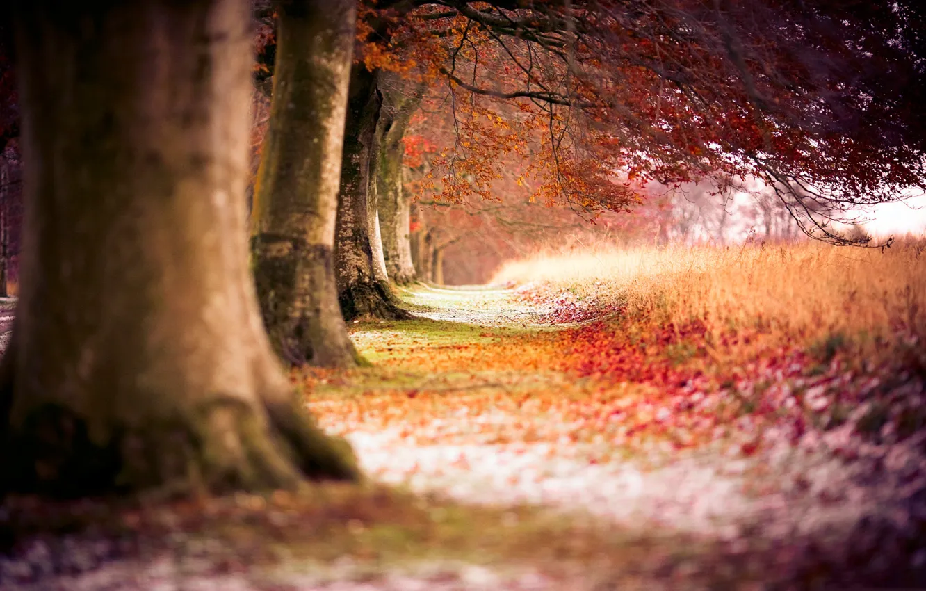 Фото обои поле, осень, лес, деревья