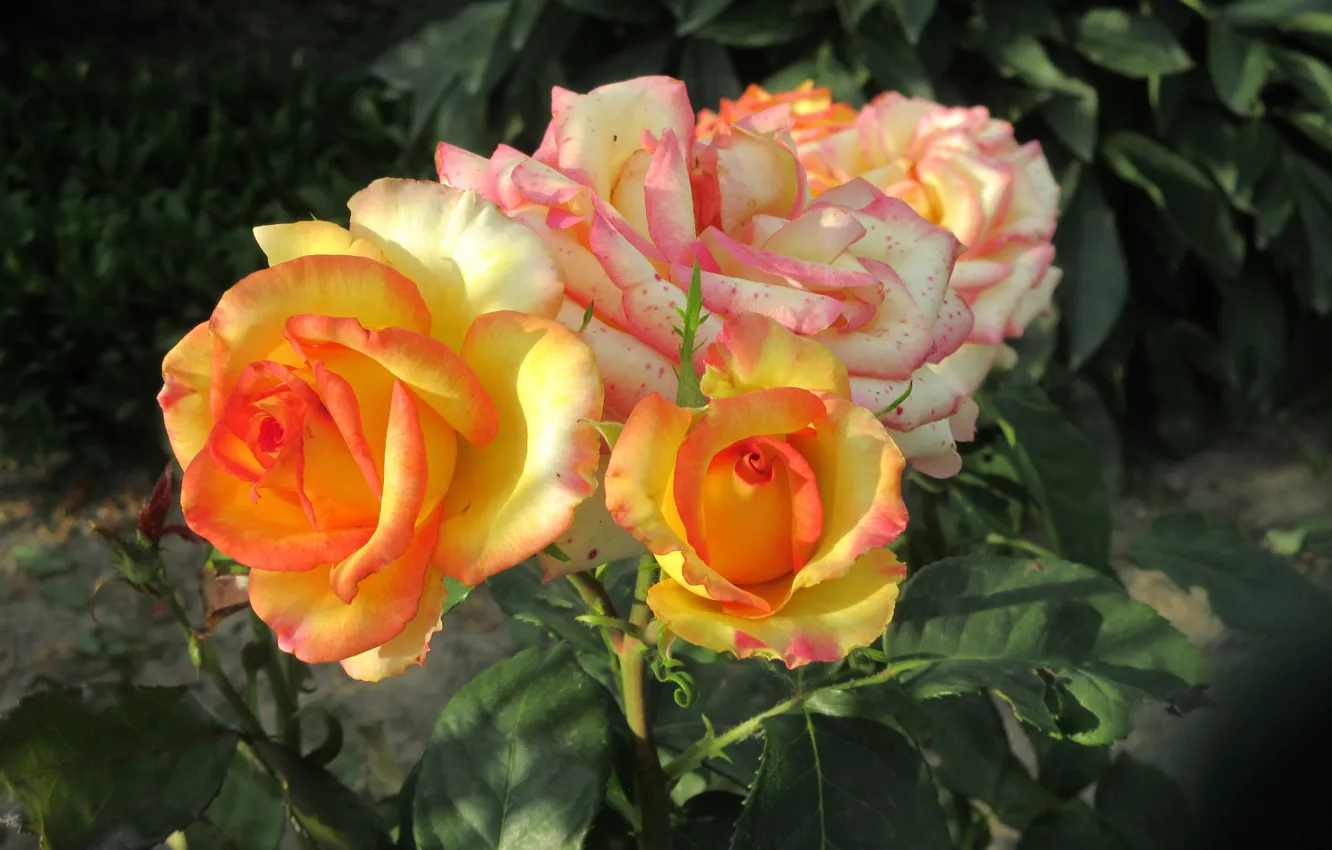 Фото обои цветы, куст, розы, оранжевые, 2018, Meduzanol ©