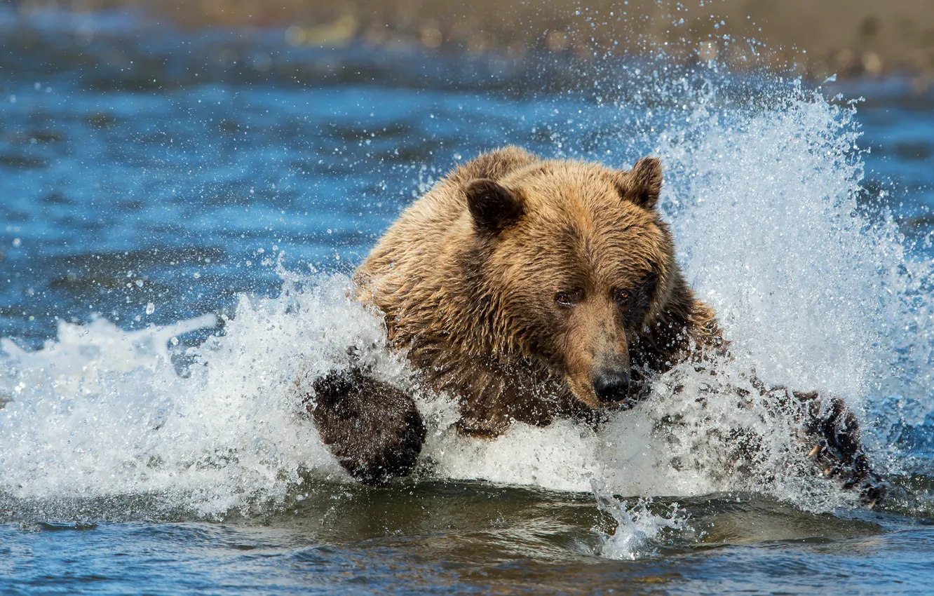 Фото обои морда, вода, брызги, поза, рыбалка, медведь, купание, пловец