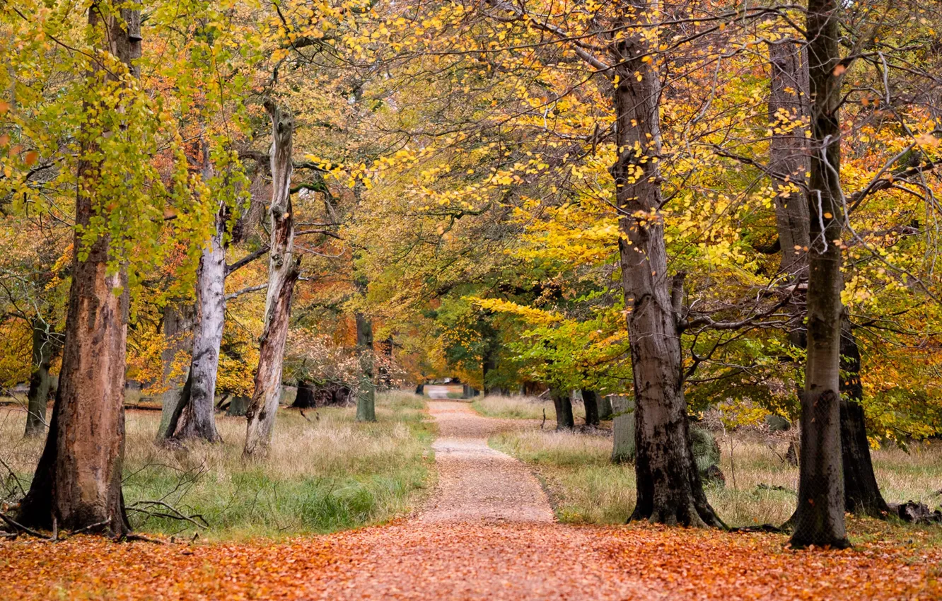 Фото обои осень, деревья, парк