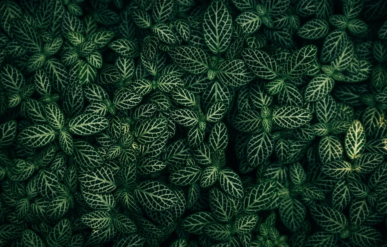 Фото обои green, leaves, plants, foliage, closeup, Fittonia