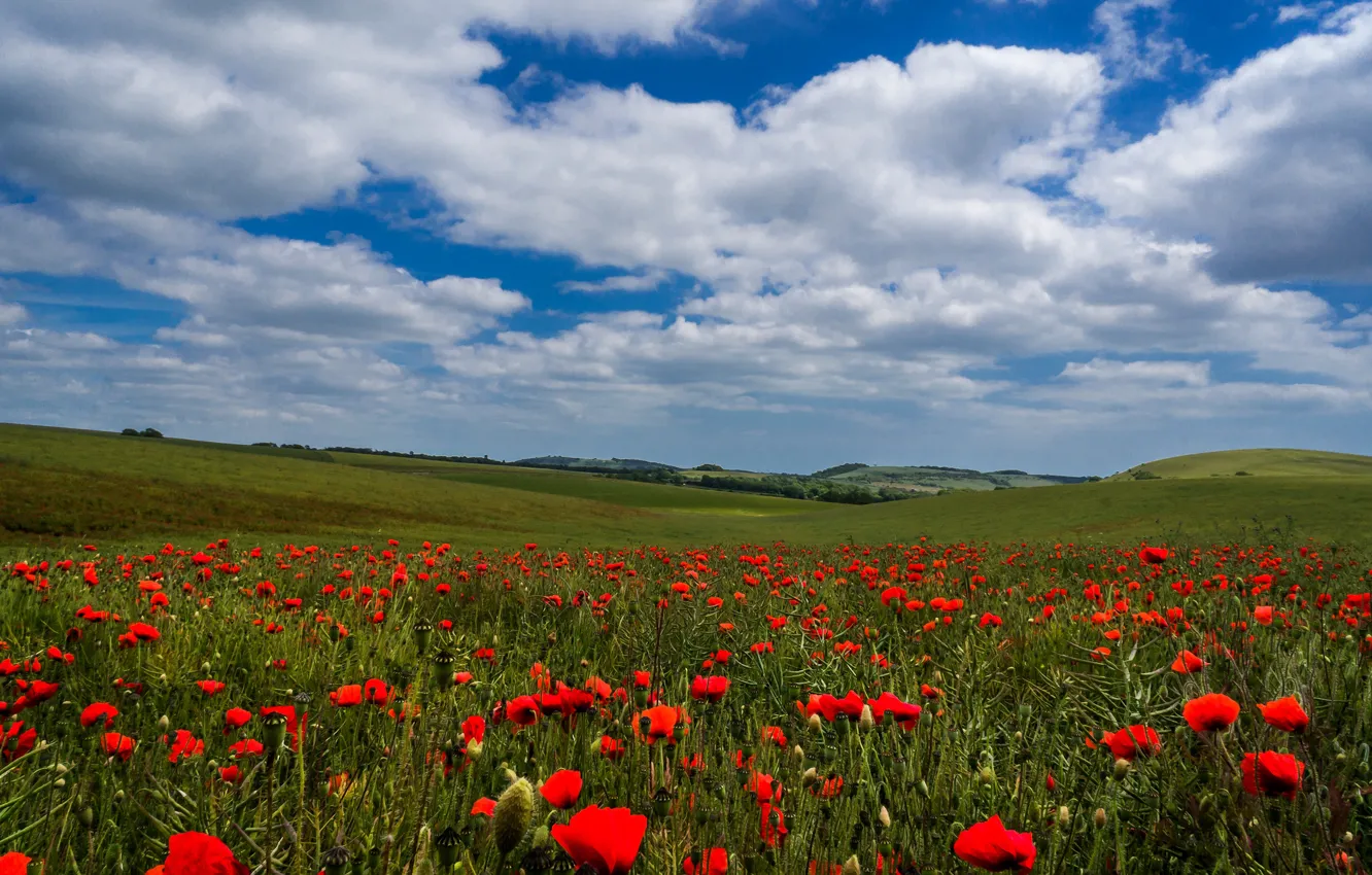 Фото обои поле, лето, небо, облака, цветы, синева, холмы, маки