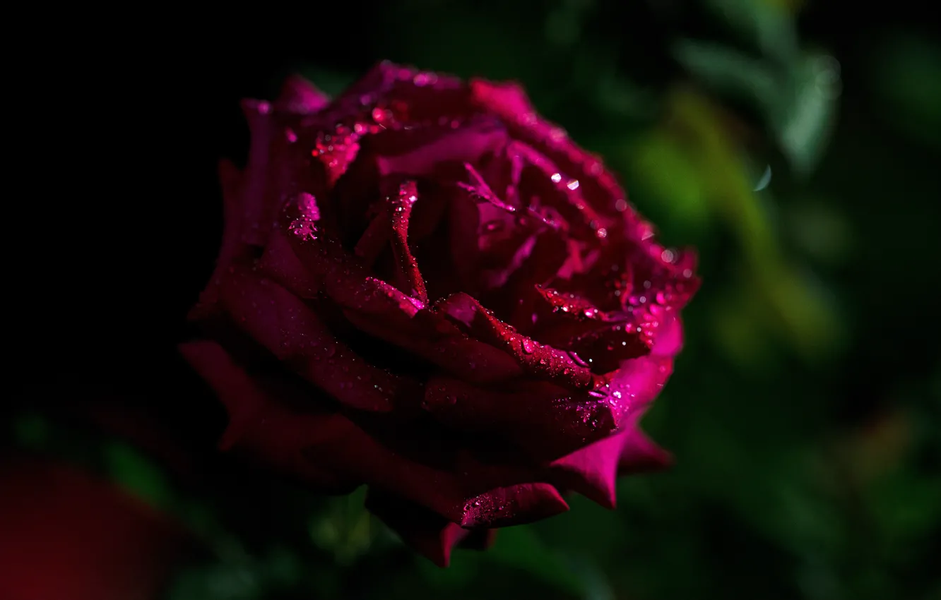 Фото обои капли, темный фон, розовая, роза, малиновая, бордовая