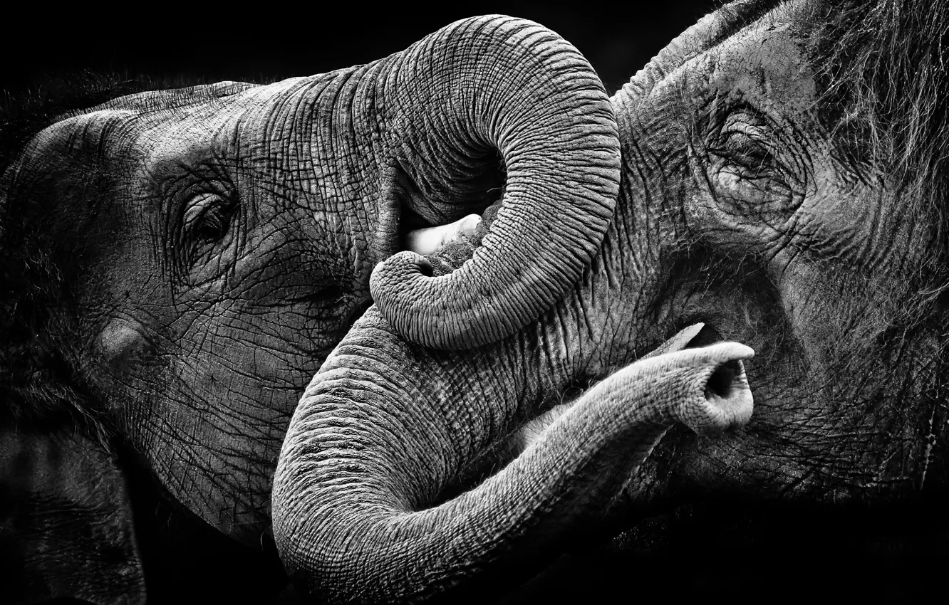 Фото обои природа, фон, слоны