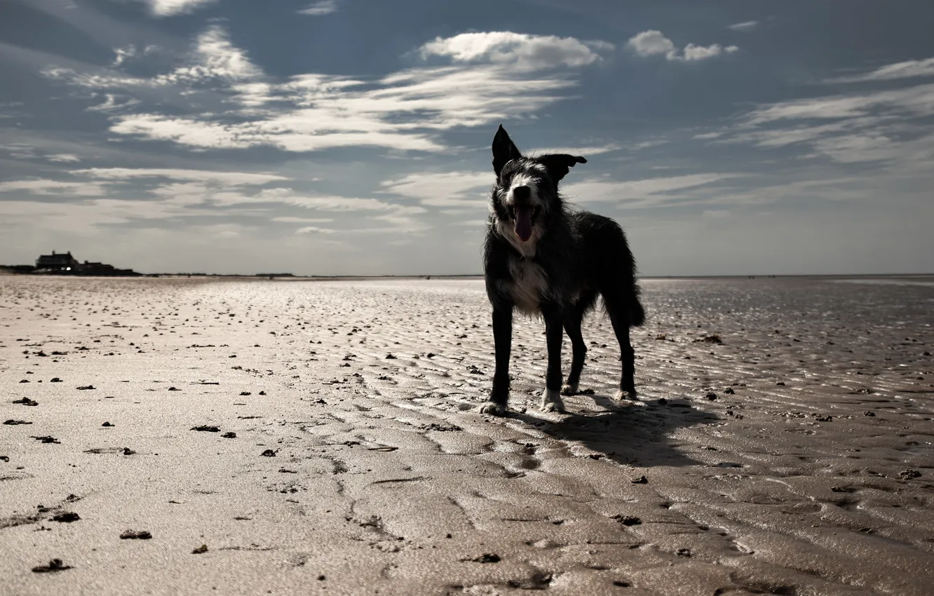 Фото обои пляж, взгляд, друг, собака